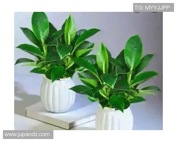 盆栽艺术：如何打造既美观又易养护的室内绿植空间